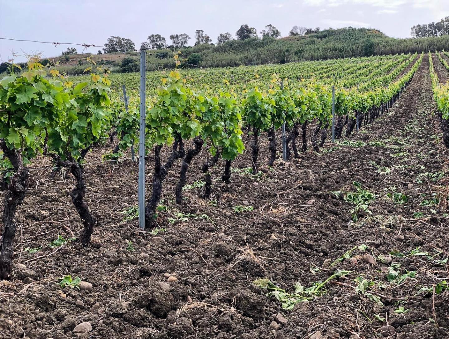 Fattoria Manostalla Villa Chiarelli باليستراتي المظهر الخارجي الصورة