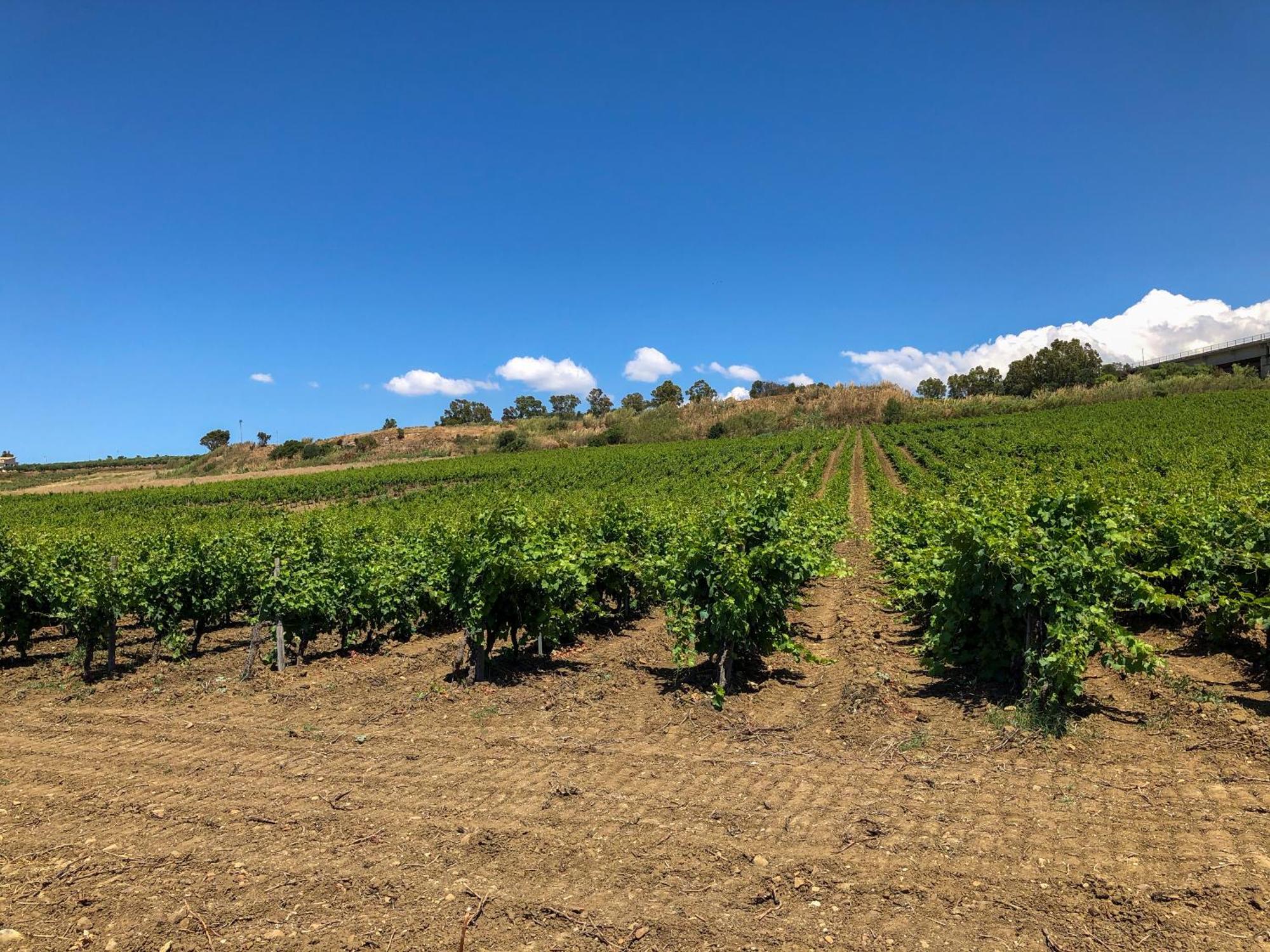 Fattoria Manostalla Villa Chiarelli باليستراتي المظهر الخارجي الصورة